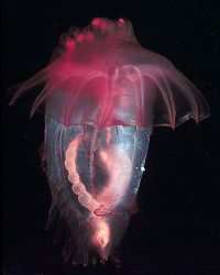 Fauna & Flora: Sea cucumber (Holothuroidea)