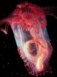 TopRq.com search results: Sea cucumber (Holothuroidea)