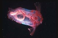 Fauna & Flora: Sea cucumber (Holothuroidea)