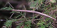 Fauna & Flora: twig or?