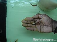 Fauna & Flora: two head fish
