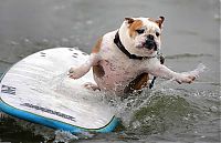 Fauna & Flora: surfing dog