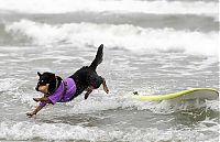 Fauna & Flora: surfing dog