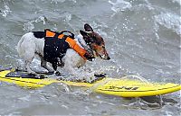 Fauna & Flora: surfing dog