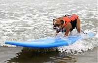 Fauna & Flora: surfing dog