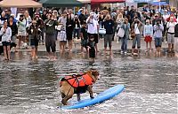 Fauna & Flora: surfing dog