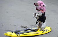 Fauna & Flora: surfing dog