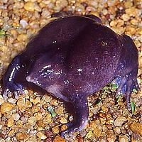 Fauna & Flora: the most rare frog in the world