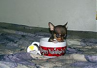 Fauna & Flora: cute baby pet animal in the cup