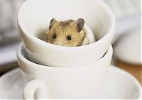 Fauna & Flora: cute baby pet animal in the cup