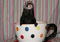 Fauna & Flora: cute baby pet animal in the cup