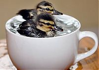 Fauna & Flora: cute baby pet animal in the cup