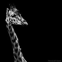 Fauna & Flora: Animals by Nicolas Evariste