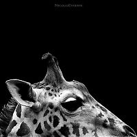 Fauna & Flora: Animals by Nicolas Evariste