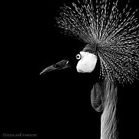 Fauna & Flora: Animals by Nicolas Evariste