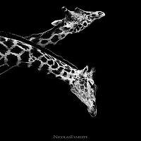 Fauna & Flora: Animals by Nicolas Evariste