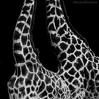 Fauna & Flora: Animals by Nicolas Evariste