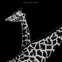 Fauna & Flora: Animals by Nicolas Evariste