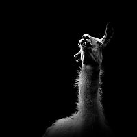 TopRq.com search results: Animals by Nicolas Evariste