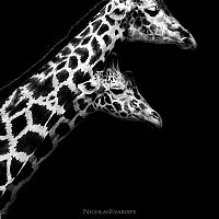 TopRq.com search results: Animals by Nicolas Evariste