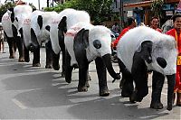 Fauna & Flora: Panda elephants in Thailand