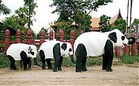 Fauna & Flora: Panda elephants in Thailand