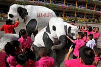 TopRq.com search results: Panda elephants in Thailand