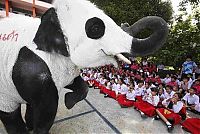 Fauna & Flora: Panda elephants in Thailand