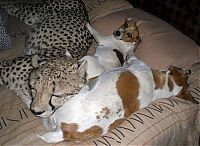 TopRq.com search results: Living with two cheetah, five lions and two tigers, Riana Van Nieuwenhuizen
