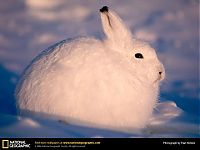 Fauna & Flora: Animal and wildlife photography by National Geographic