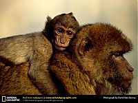 Fauna & Flora: Animal and wildlife photography by National Geographic