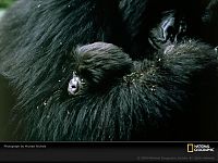 Fauna & Flora: Animal and wildlife photography by National Geographic