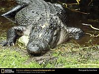 Fauna & Flora: Animal and wildlife photography by National Geographic