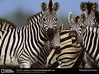 Fauna & Flora: Animal and wildlife photography by National Geographic