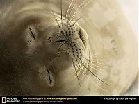 Fauna & Flora: Animal and wildlife photography by National Geographic
