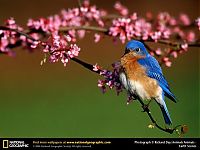 Fauna & Flora: Animal and wildlife photography by National Geographic