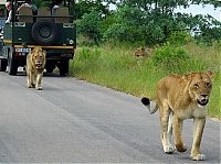 Fauna & Flora: Kruger National Park, South Africa