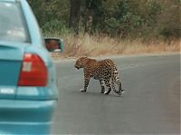 Kruger National Park, South Africa