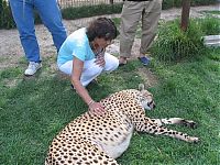 Fauna & Flora: In ZOO with predators, Argentina