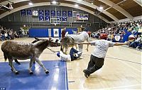 Fauna & Flora: Donkey basketball, United States