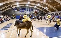 Fauna & Flora: Donkey basketball, United States