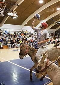 Fauna & Flora: Donkey basketball, United States