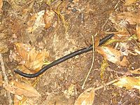 Fauna & Flora: Worm from South America
