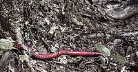 TopRq.com search results: Worm from South America
