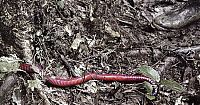 Fauna & Flora: Worm from South America