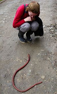 Fauna & Flora: Worm from South America