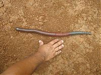 Fauna & Flora: Worm from South America