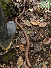 Fauna & Flora: Worm from South America