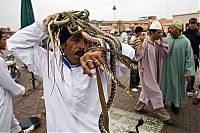 Fauna & Flora: Snake magician, Morocco, Marrakech