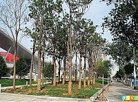 Fauna & Flora: Caring for the trees, China